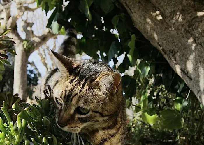 Affittacamere La Loggia
